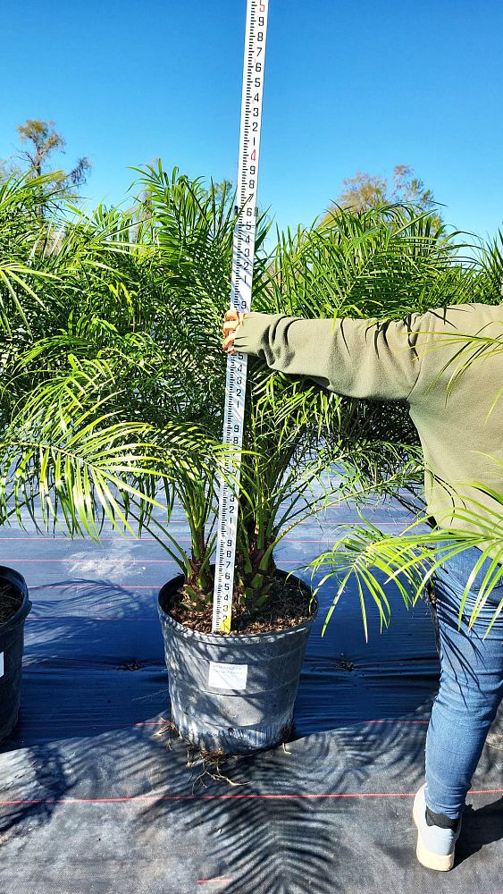 phoenix-roebelenii-pygmy-date-palm-roebelenii-palm