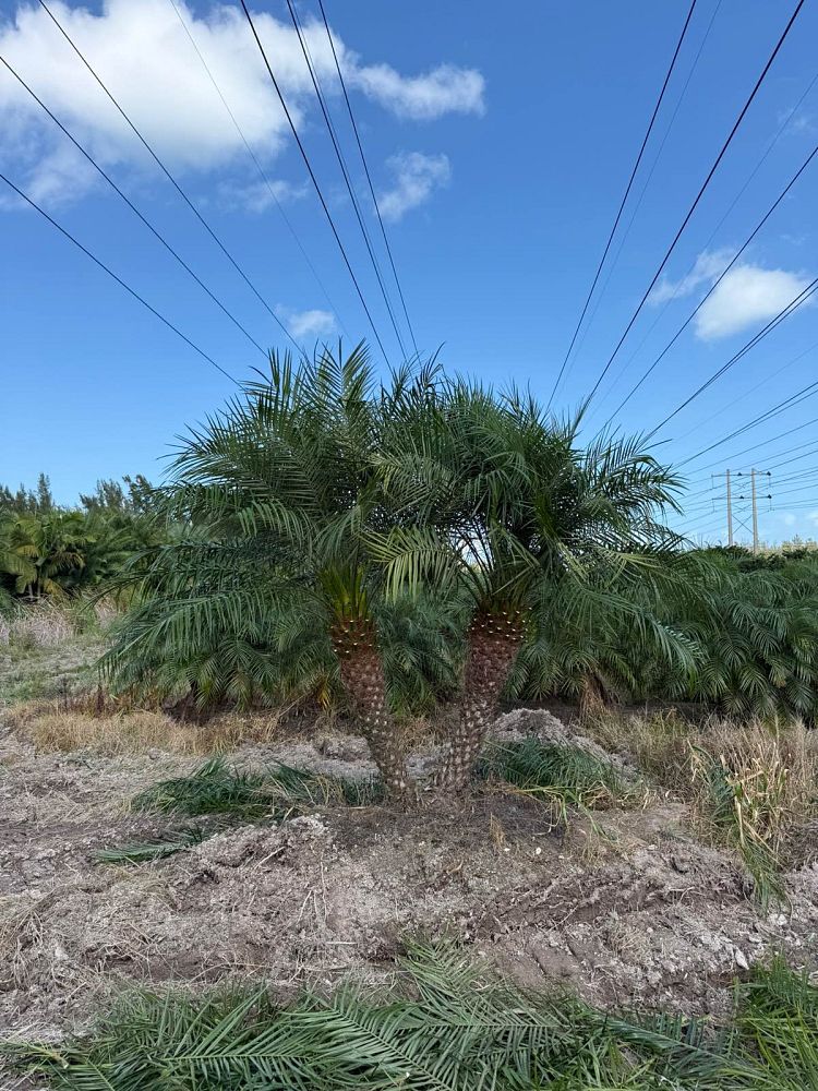 phoenix-roebelenii-pygmy-date-palm-roebelenii-palm