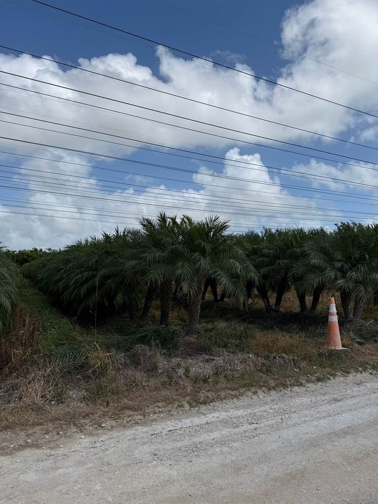 phoenix-roebelenii-pygmy-date-palm-roebelenii-palm