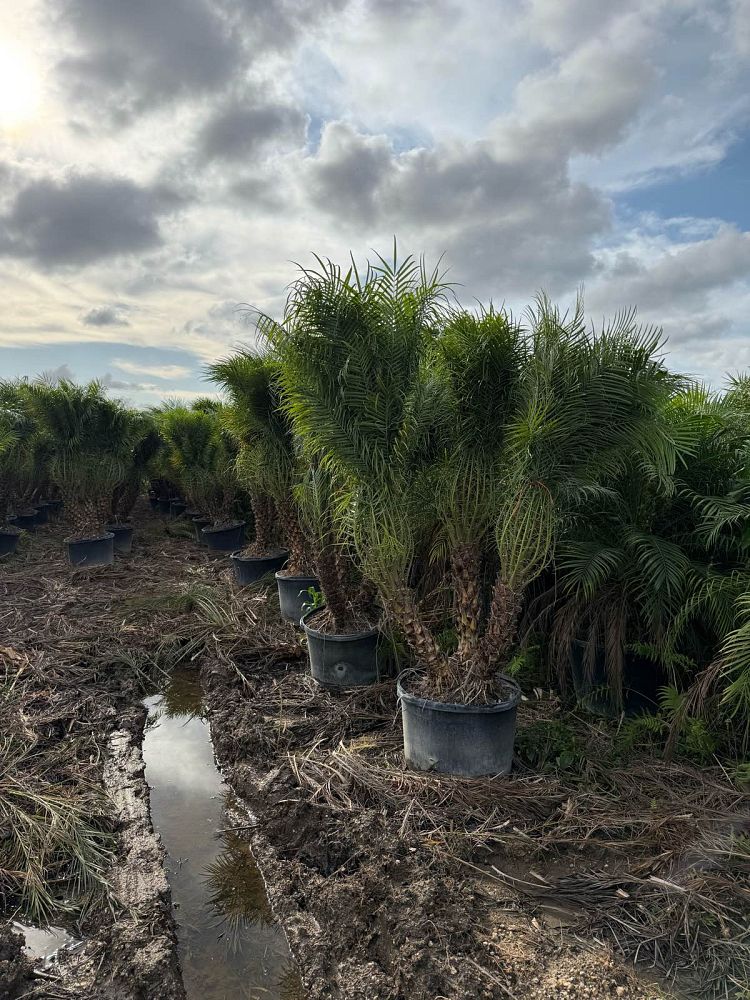 phoenix-roebelenii-pygmy-date-palm-roebelenii-palm
