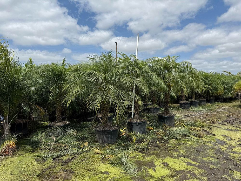 phoenix-roebelenii-pygmy-date-palm-roebelenii-palm