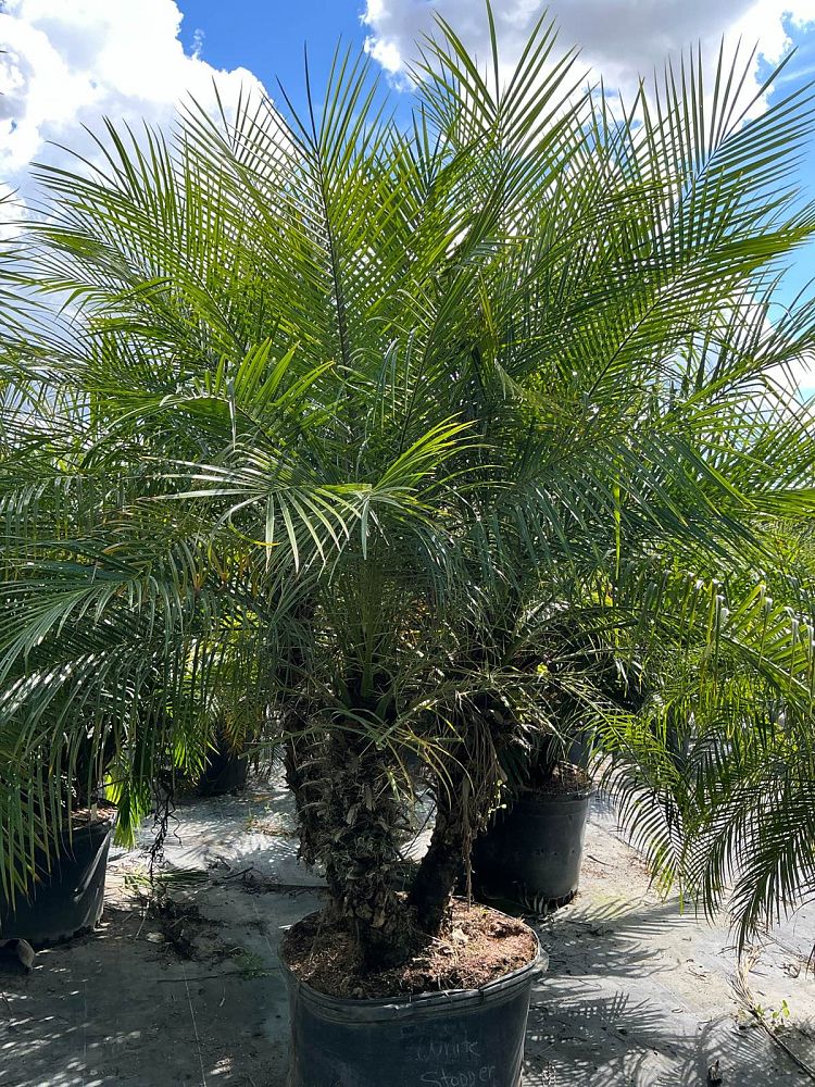 phoenix-roebelenii-pygmy-date-palm-roebelenii-palm