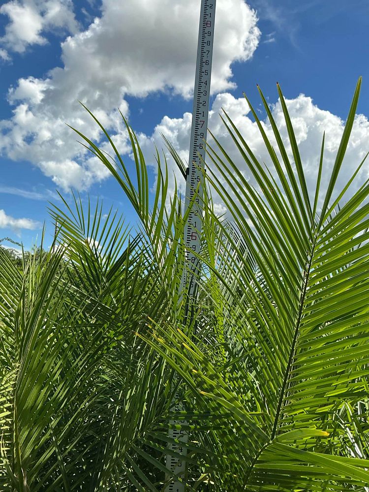 phoenix-roebelenii-pygmy-date-palm-roebelenii-palm