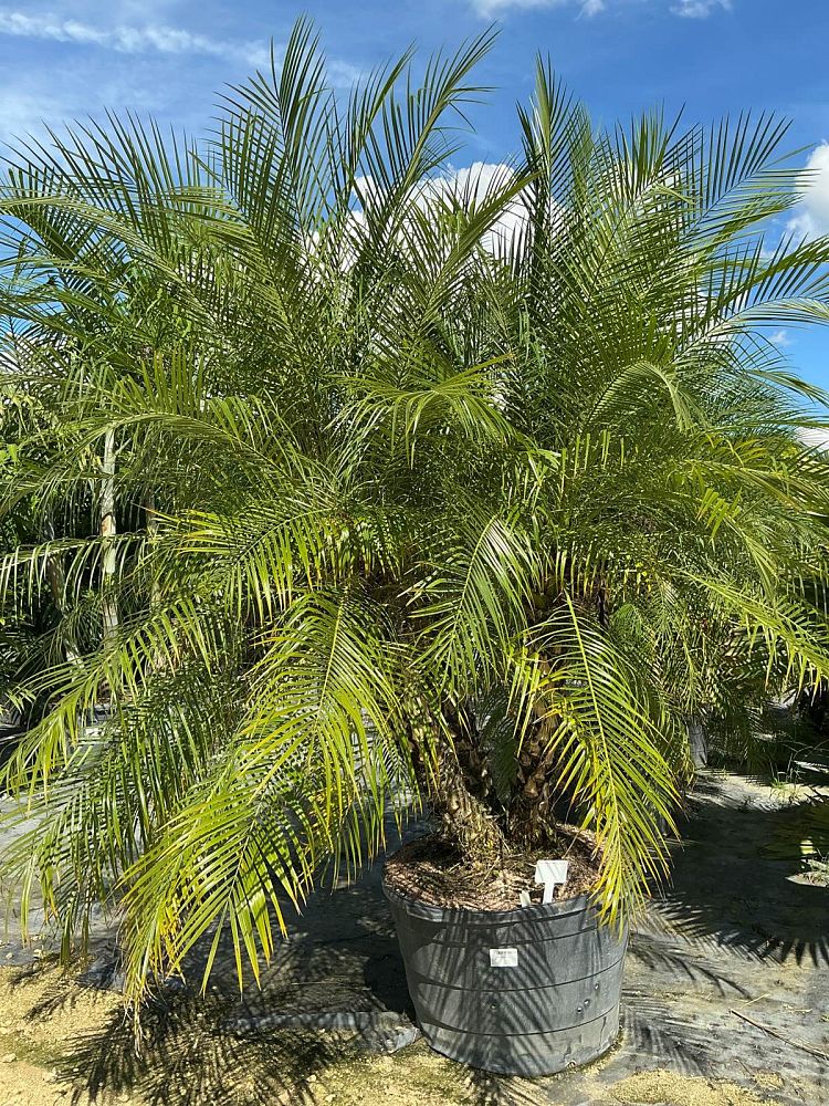 phoenix-roebelenii-pygmy-date-palm-roebelenii-palm