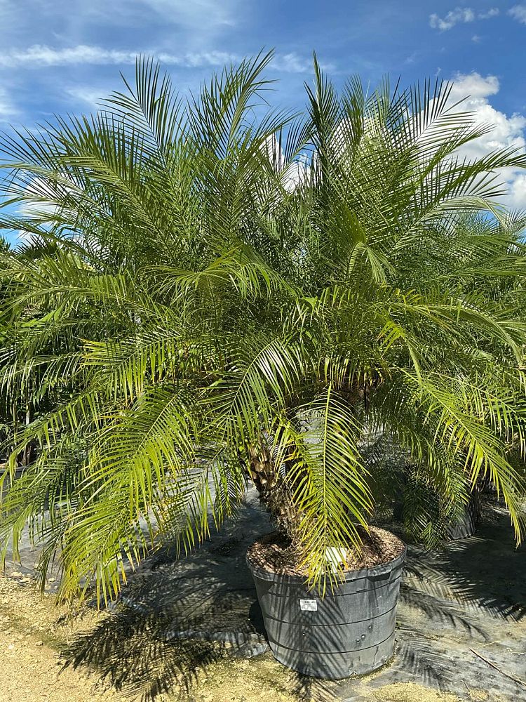 phoenix-roebelenii-pygmy-date-palm-roebelenii-palm