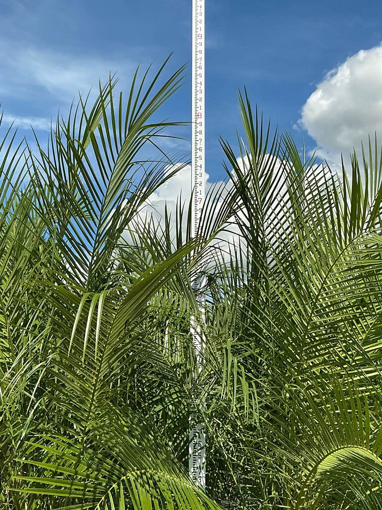 phoenix-roebelenii-pygmy-date-palm-roebelenii-palm