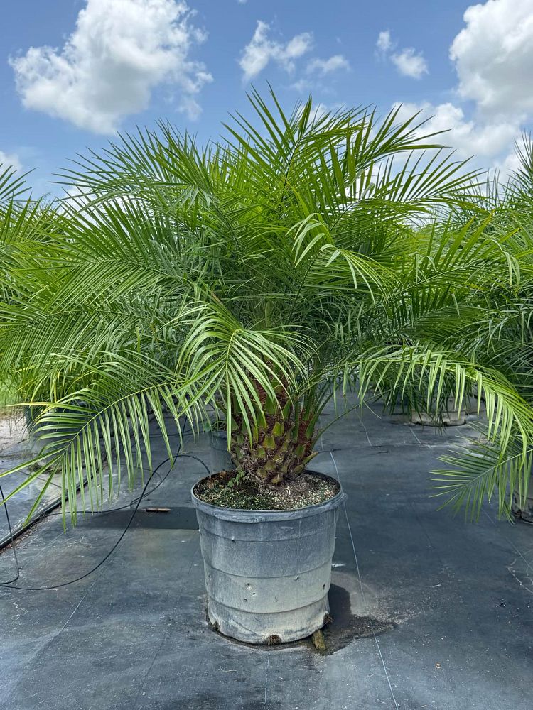 phoenix-roebelenii-pygmy-date-palm-roebelenii-palm