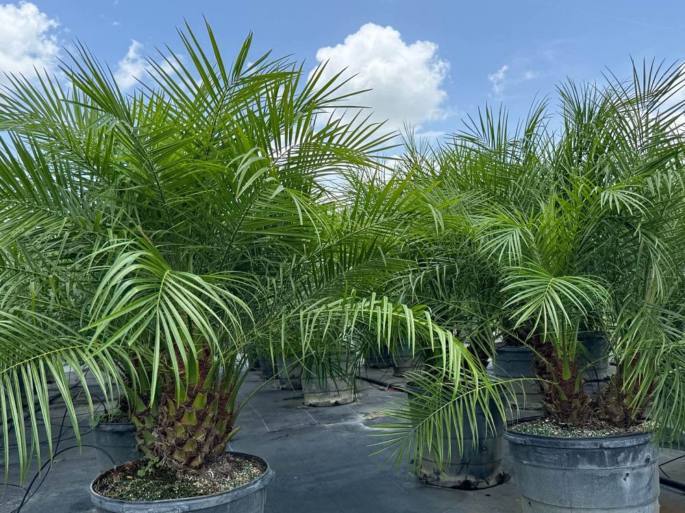 phoenix-roebelenii-pygmy-date-palm-roebelenii-palm