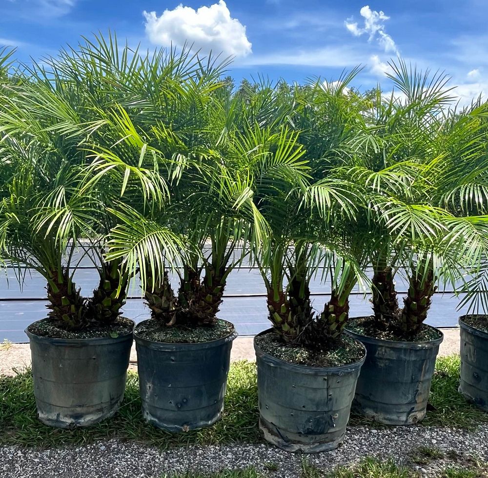 phoenix-roebelenii-pygmy-date-palm-roebelenii-palm