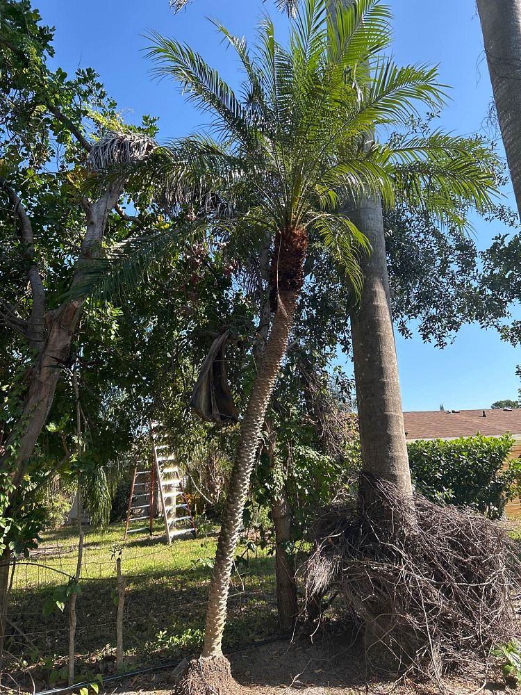 phoenix-roebelenii-pygmy-date-palm-roebelenii-palm