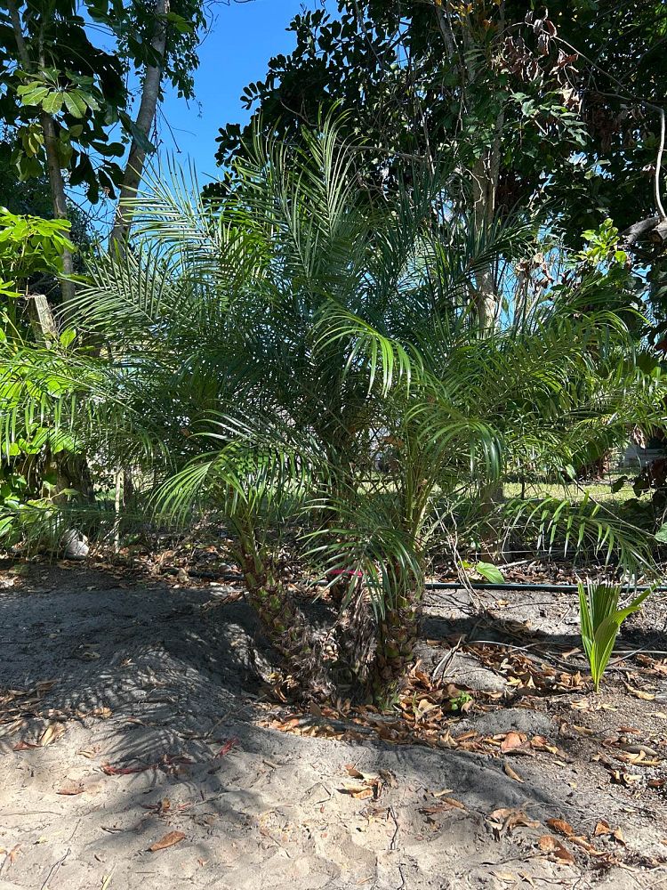 phoenix-roebelenii-pygmy-date-palm-roebelenii-palm