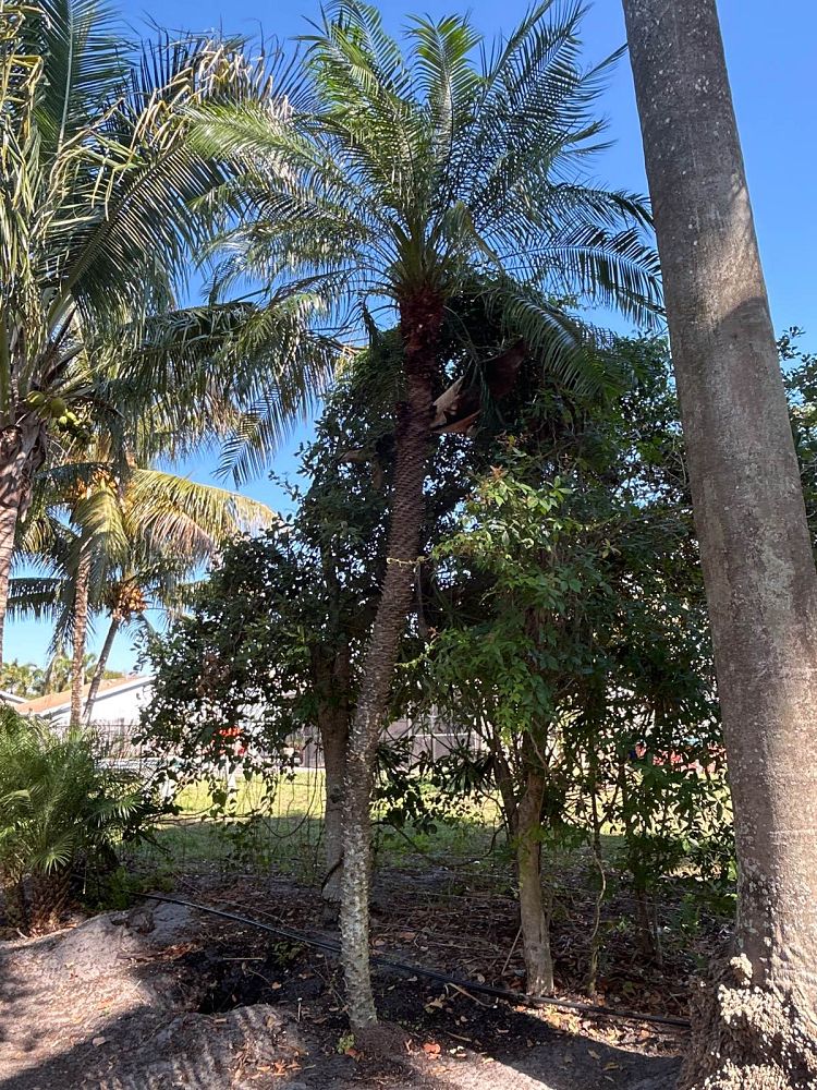 phoenix-roebelenii-pygmy-date-palm-roebelenii-palm
