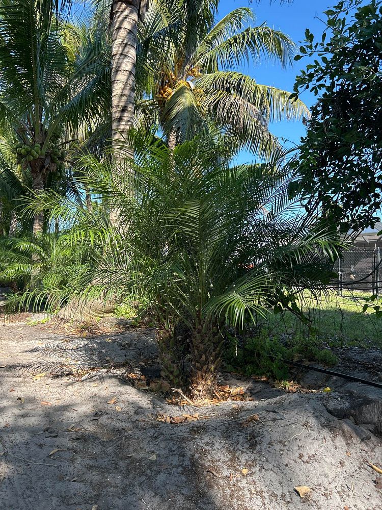 phoenix-roebelenii-pygmy-date-palm-roebelenii-palm