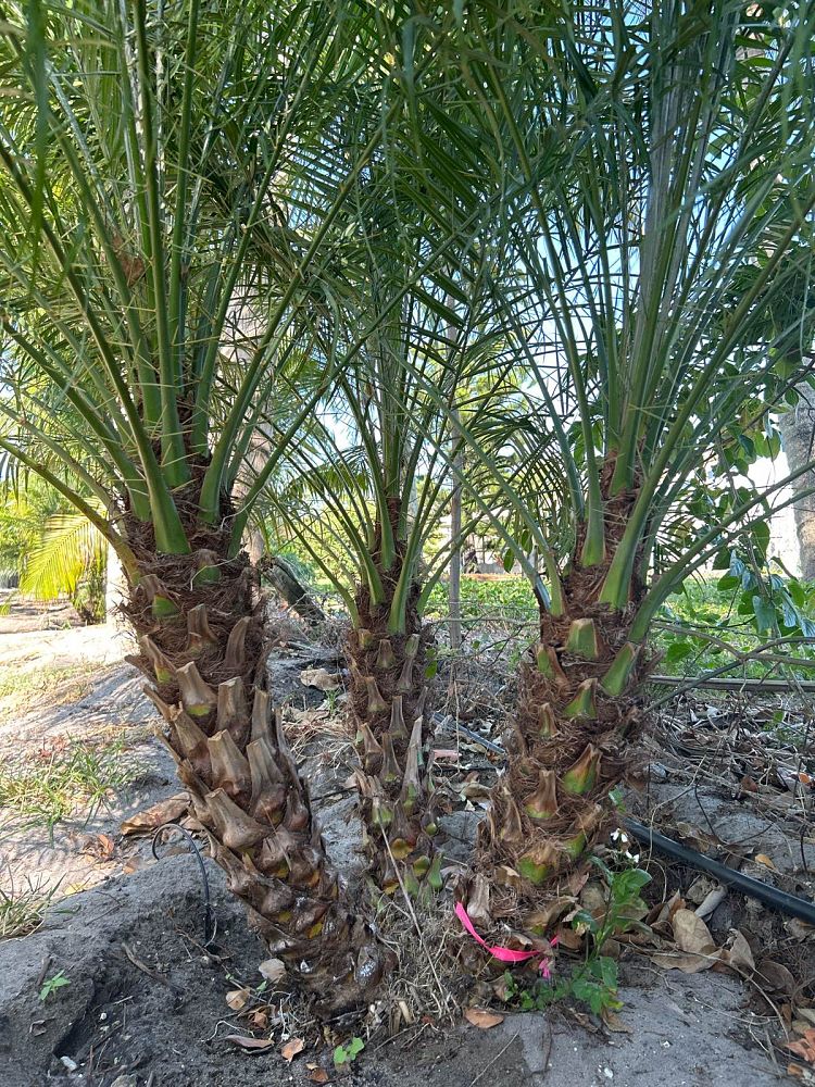 phoenix-roebelenii-pygmy-date-palm-roebelenii-palm