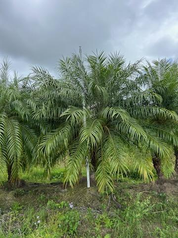 phoenix-roebelenii-pygmy-date-palm-roebelenii-palm