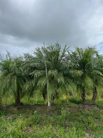 phoenix-roebelenii-pygmy-date-palm-roebelenii-palm