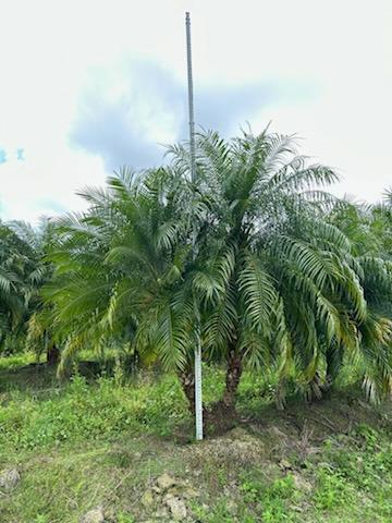phoenix-roebelenii-pygmy-date-palm-roebelenii-palm