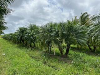 phoenix-roebelenii-pygmy-date-palm-roebelenii-palm