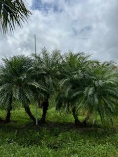 phoenix-roebelenii-pygmy-date-palm-roebelenii-palm