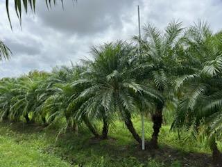 phoenix-roebelenii-pygmy-date-palm-roebelenii-palm