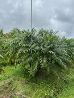 phoenix-roebelenii-pygmy-date-palm-roebelenii-palm