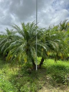 phoenix-roebelenii-pygmy-date-palm-roebelenii-palm