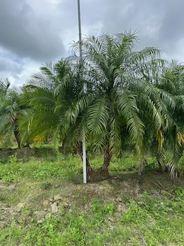 phoenix-roebelenii-pygmy-date-palm-roebelenii-palm