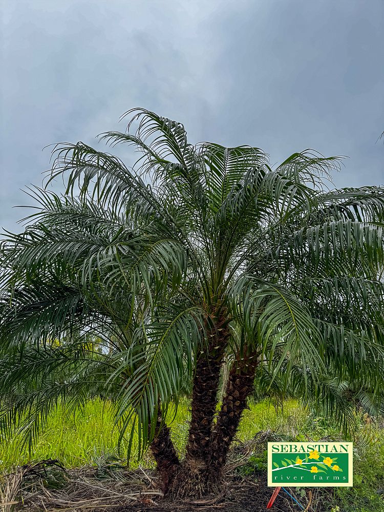 phoenix-roebelenii-pygmy-date-palm-roebelenii-palm