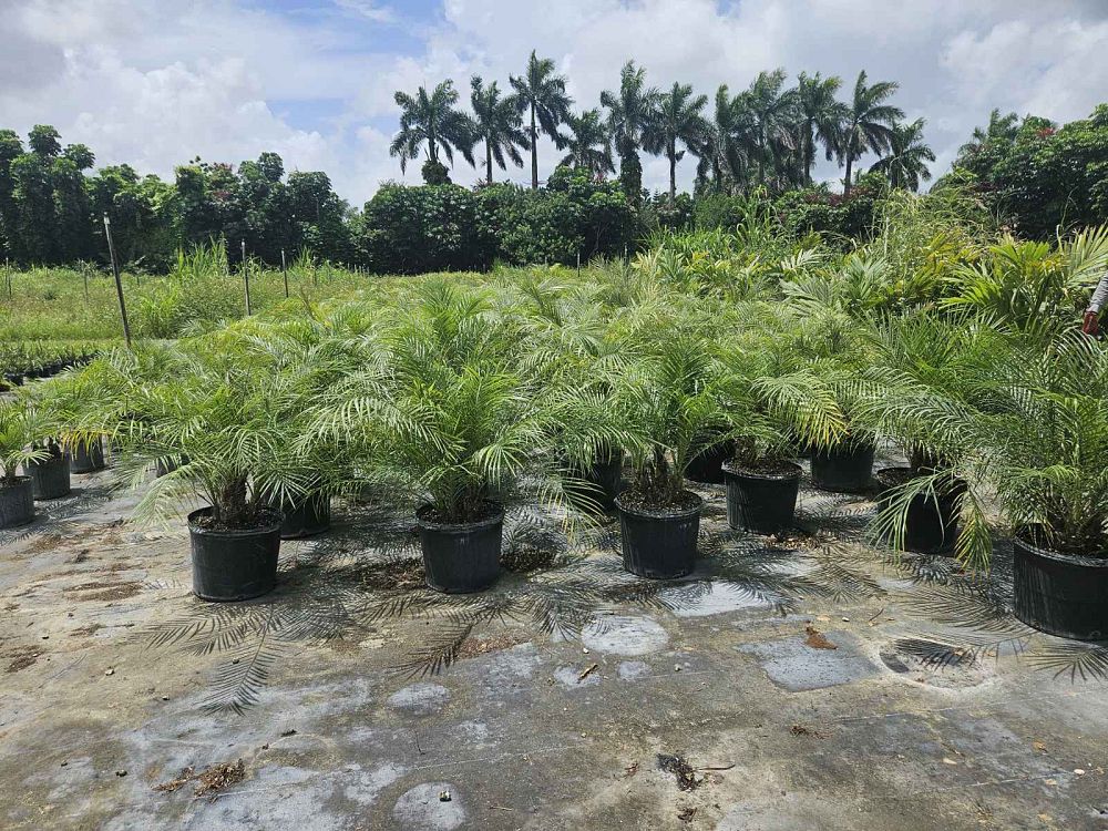 phoenix-roebelenii-pygmy-date-palm-roebelenii-palm