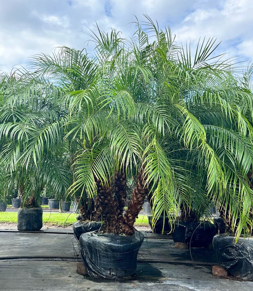 phoenix-roebelenii-pygmy-date-palm-roebelenii-palm