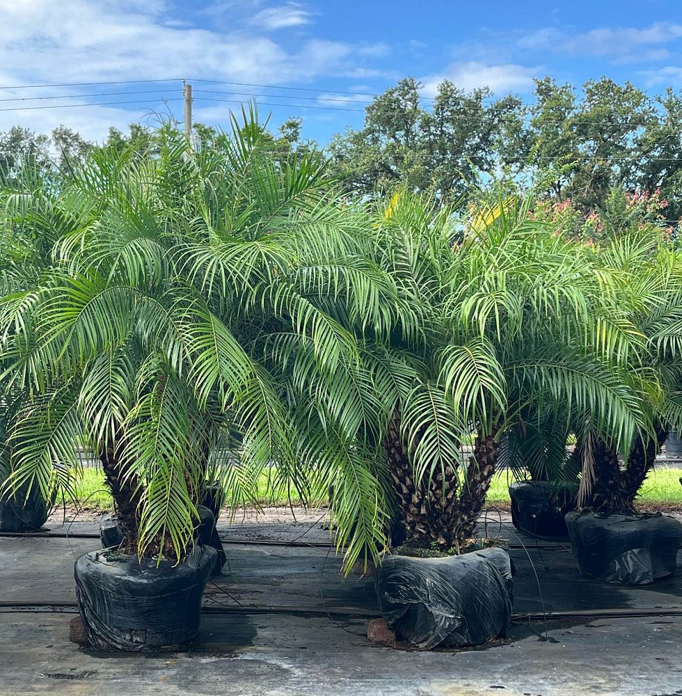 phoenix-roebelenii-pygmy-date-palm-roebelenii-palm