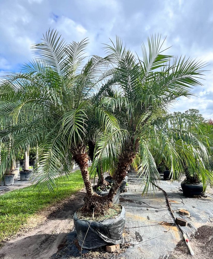 phoenix-roebelenii-pygmy-date-palm-roebelenii-palm