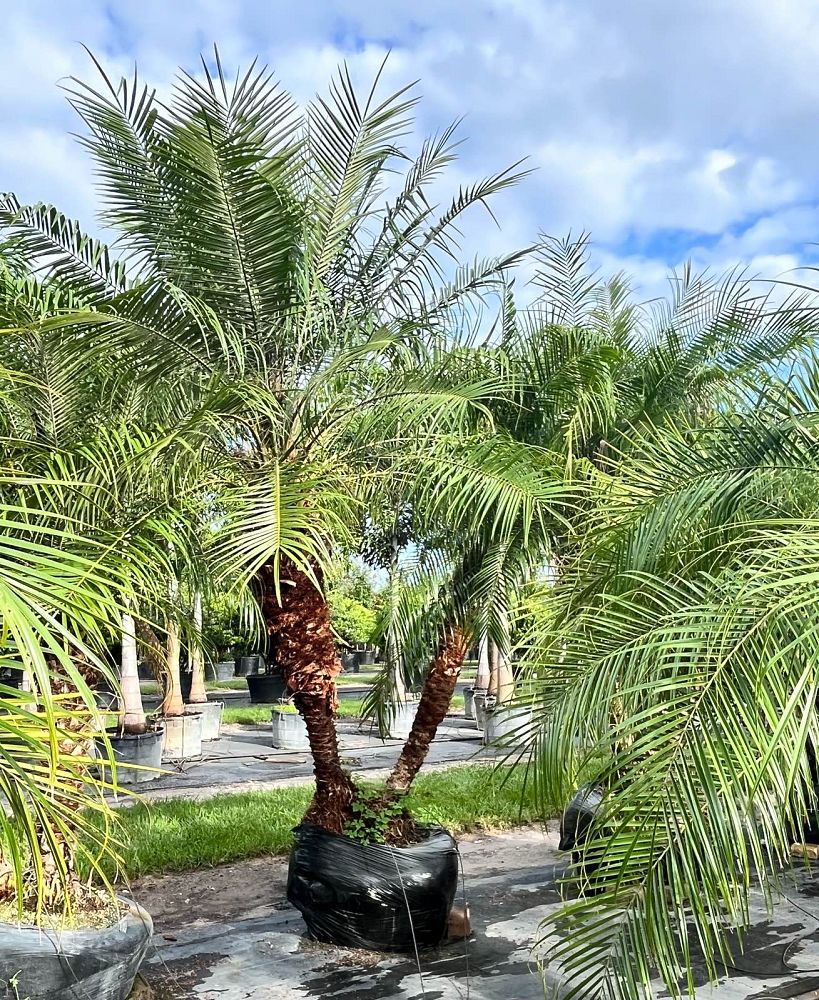phoenix-roebelenii-pygmy-date-palm-roebelenii-palm