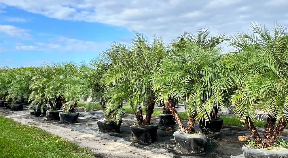 phoenix-roebelenii-pygmy-date-palm-roebelenii-palm