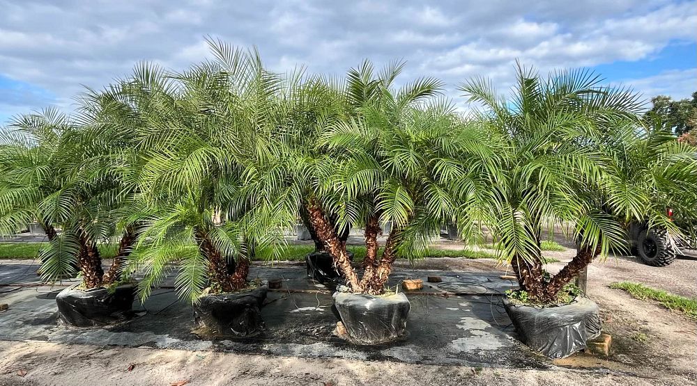 phoenix-roebelenii-pygmy-date-palm-roebelenii-palm