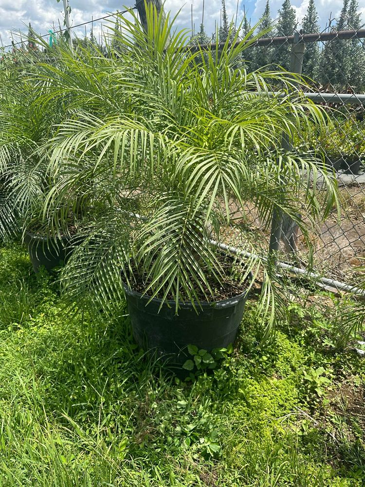 phoenix-roebelenii-pygmy-date-palm-roebelenii-palm