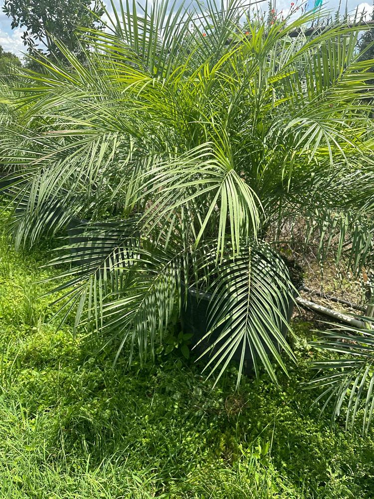 phoenix-roebelenii-pygmy-date-palm-roebelenii-palm