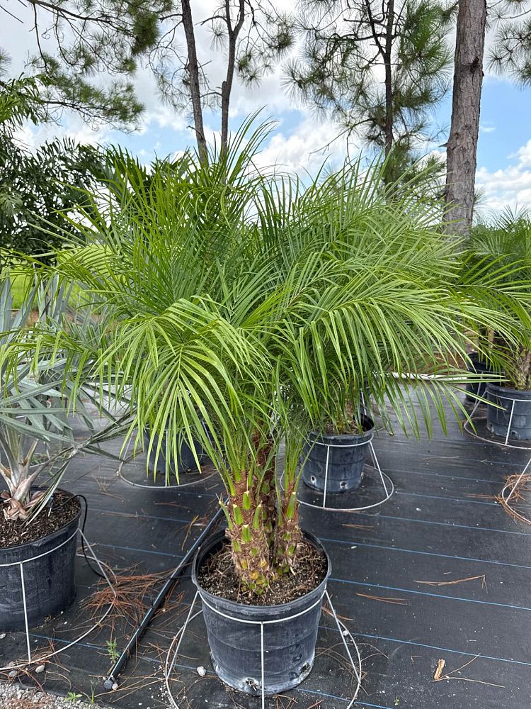 phoenix-roebelenii-pygmy-date-palm-roebelenii-palm