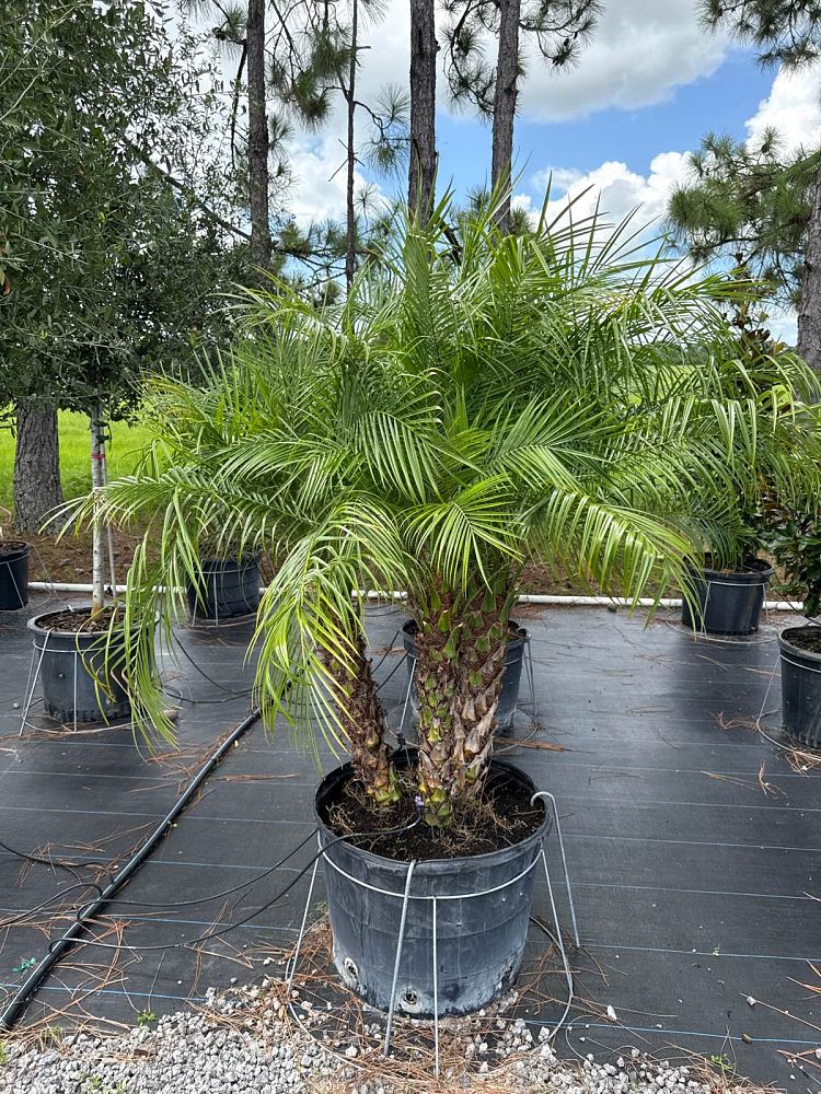 phoenix-roebelenii-pygmy-date-palm-roebelenii-palm