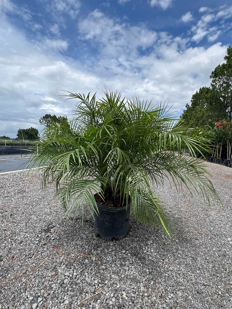 phoenix-roebelenii-pygmy-date-palm-roebelenii-palm