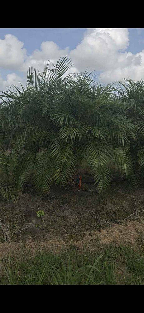 phoenix-roebelenii-pygmy-date-palm-roebelenii-palm
