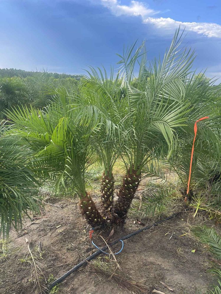 phoenix-roebelenii-pygmy-date-palm-roebelenii-palm