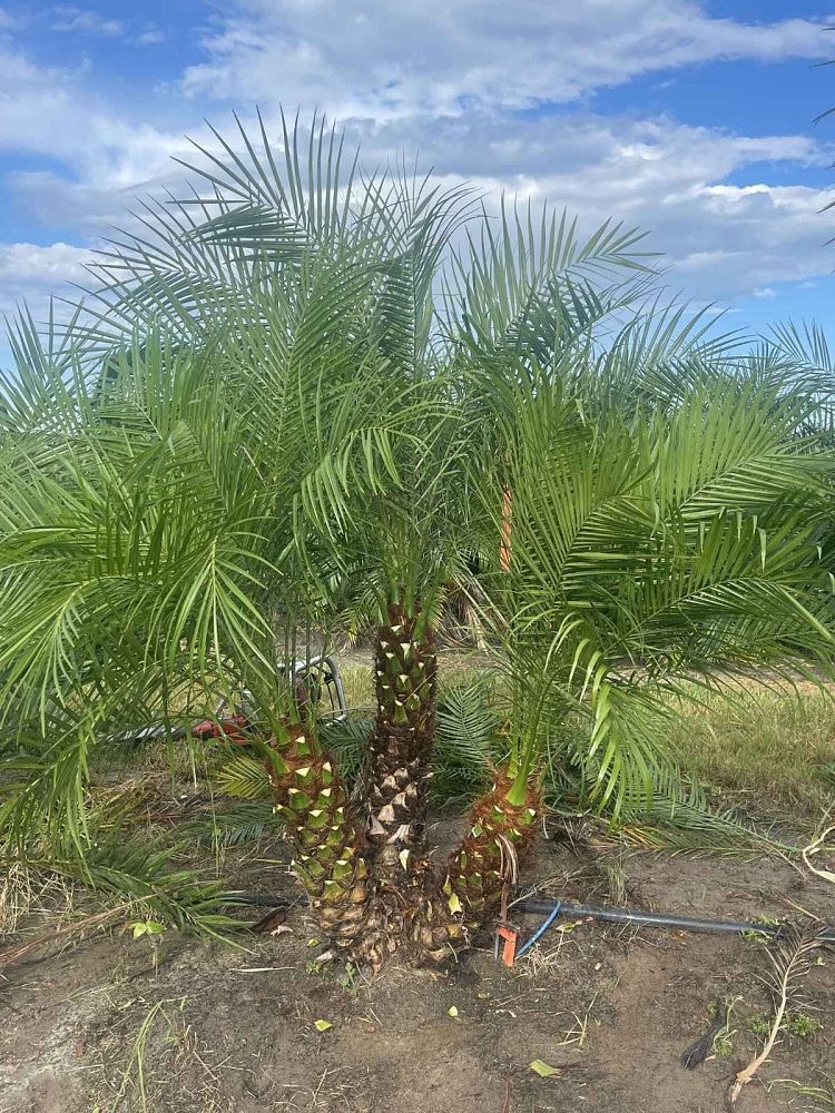 phoenix-roebelenii-pygmy-date-palm-roebelenii-palm