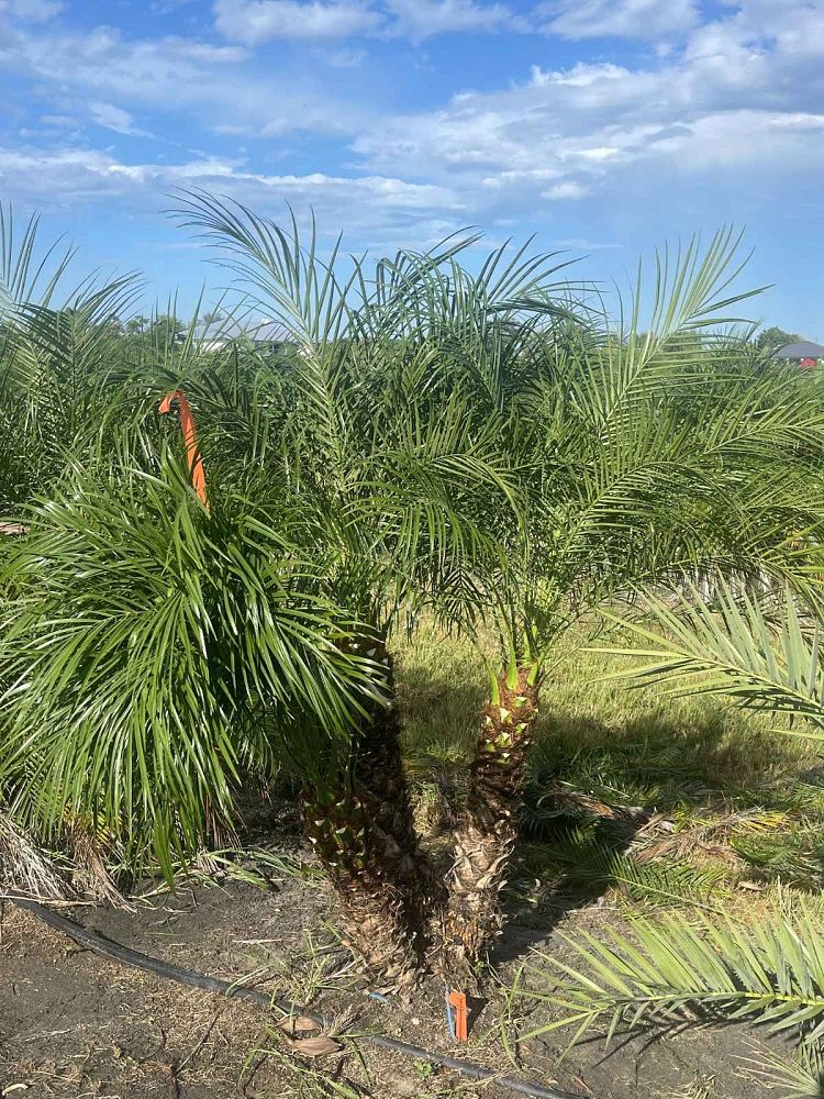 phoenix-roebelenii-pygmy-date-palm-roebelenii-palm