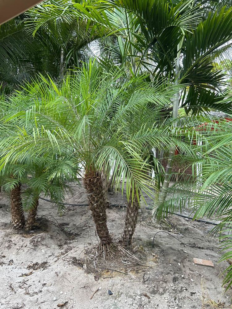 phoenix-roebelenii-pygmy-date-palm-roebelenii-palm