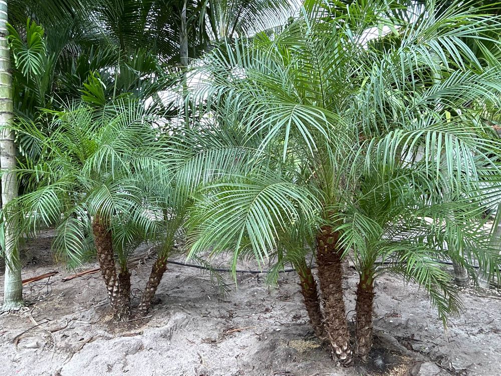 phoenix-roebelenii-pygmy-date-palm-roebelenii-palm