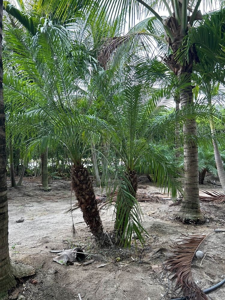 phoenix-roebelenii-pygmy-date-palm-roebelenii-palm