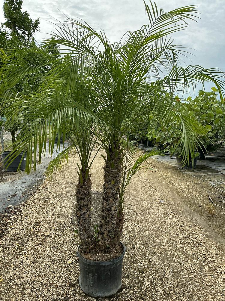 phoenix-roebelenii-pygmy-date-palm-roebelenii-palm