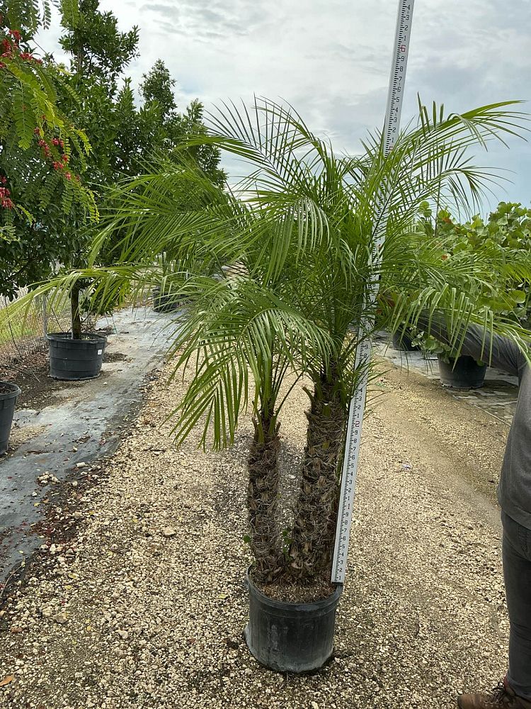 phoenix-roebelenii-pygmy-date-palm-roebelenii-palm