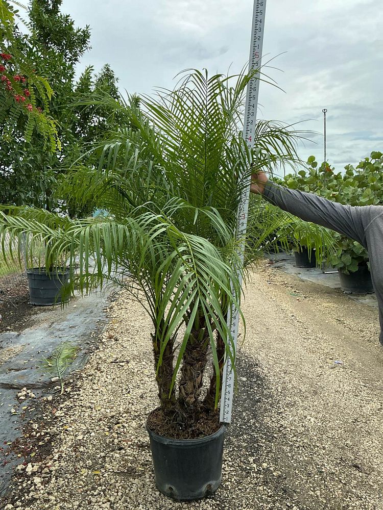 phoenix-roebelenii-pygmy-date-palm-roebelenii-palm